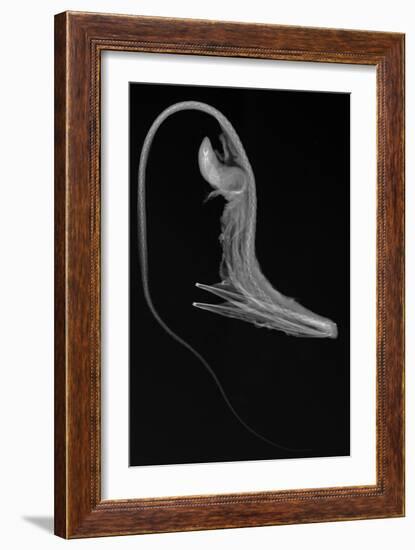 Pelican Eel-Sandra J. Raredon-Framed Premium Giclee Print