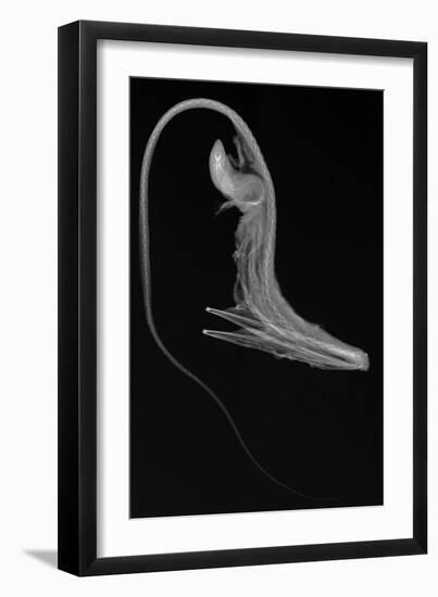 Pelican Eel-Sandra J. Raredon-Framed Premium Giclee Print