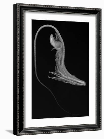 Pelican Eel-Sandra J. Raredon-Framed Premium Giclee Print