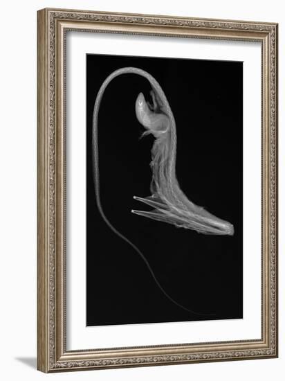 Pelican Eel-Sandra J. Raredon-Framed Art Print