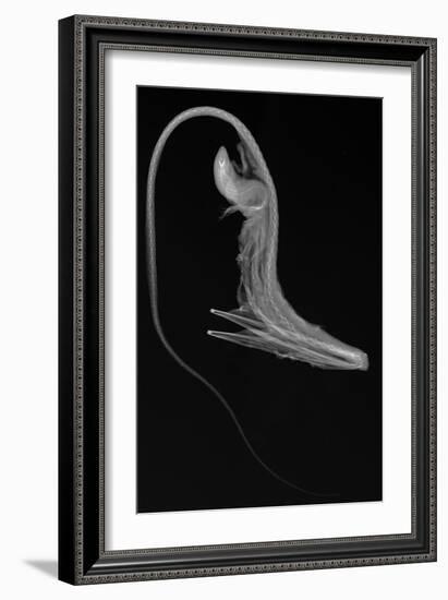 Pelican Eel-Sandra J. Raredon-Framed Art Print