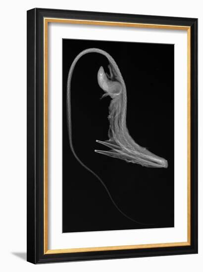 Pelican Eel-Sandra J. Raredon-Framed Art Print