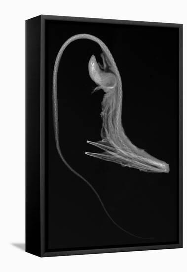 Pelican Eel-Sandra J. Raredon-Framed Stretched Canvas