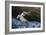 Pelican Flight-Chris Moyer-Framed Photographic Print