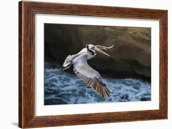 Pelican Flight-Chris Moyer-Framed Photographic Print