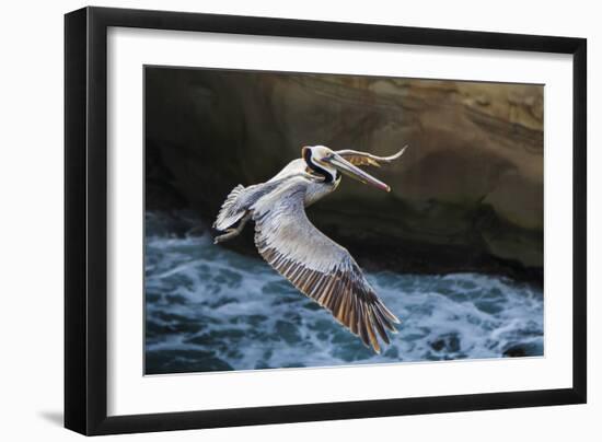 Pelican Flight-Chris Moyer-Framed Photographic Print