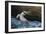 Pelican Flight-Chris Moyer-Framed Photographic Print