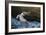 Pelican Flight-Chris Moyer-Framed Photographic Print