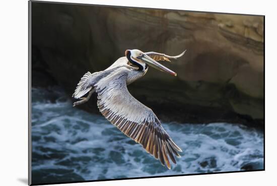 Pelican Flight-Chris Moyer-Mounted Photographic Print