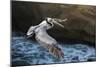 Pelican Flight-Chris Moyer-Mounted Photographic Print