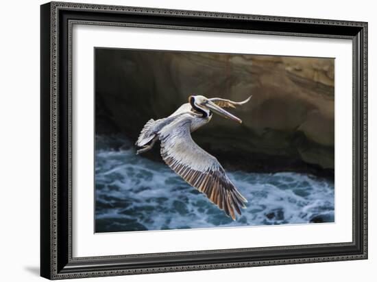 Pelican Flight-Chris Moyer-Framed Photographic Print