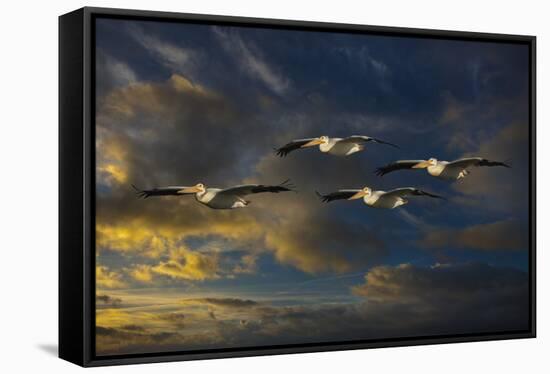 Pelican Foursome-Galloimages Online-Framed Stretched Canvas