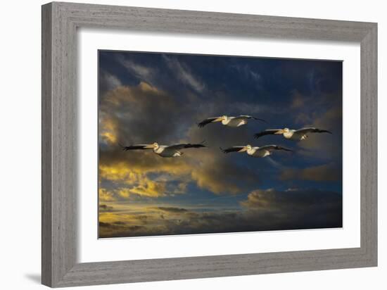 Pelican Foursome-Galloimages Online-Framed Photographic Print