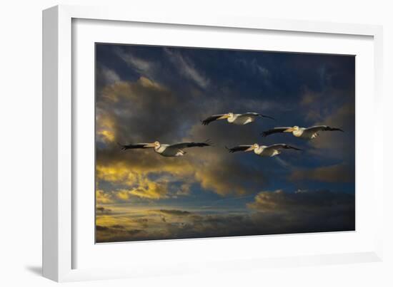 Pelican Foursome-Galloimages Online-Framed Photographic Print