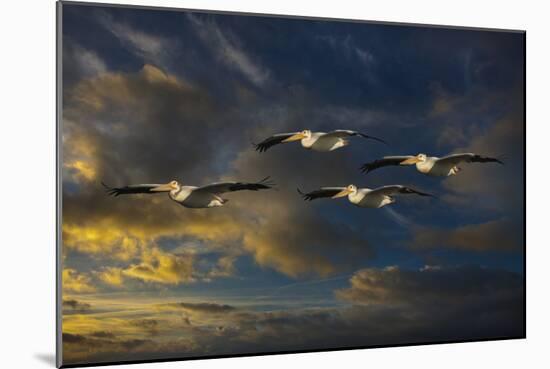 Pelican Foursome-Galloimages Online-Mounted Photographic Print