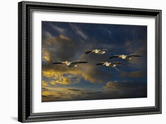 Pelican Foursome-Galloimages Online-Framed Photographic Print