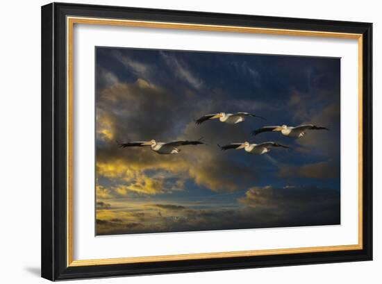 Pelican Foursome-Galloimages Online-Framed Photographic Print