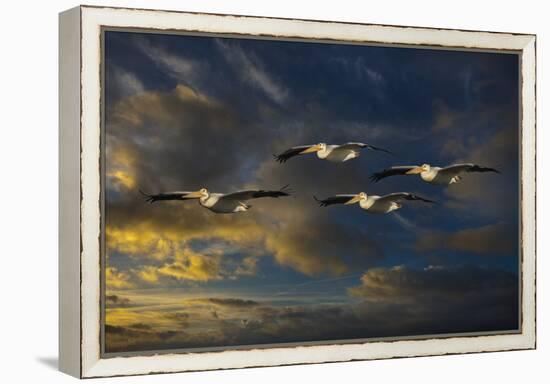 Pelican Foursome-Galloimages Online-Framed Premier Image Canvas