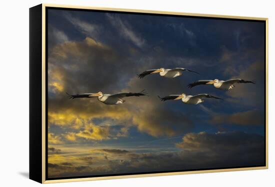 Pelican Foursome-Galloimages Online-Framed Premier Image Canvas