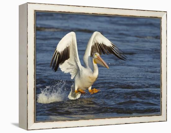 Pelican GIO-Galloimages Online-Framed Premier Image Canvas