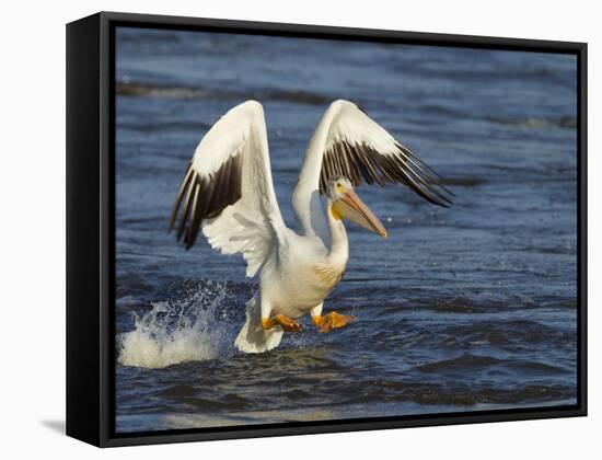 Pelican GIO-Galloimages Online-Framed Premier Image Canvas