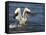 Pelican GIO-Galloimages Online-Framed Premier Image Canvas