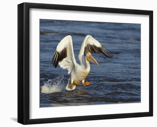 Pelican GIO-Galloimages Online-Framed Photographic Print