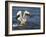 Pelican GIO-Galloimages Online-Framed Photographic Print