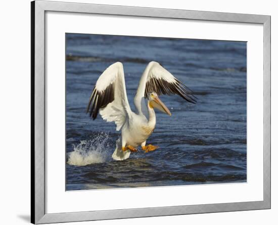 Pelican GIO-Galloimages Online-Framed Photographic Print