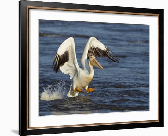 Pelican GIO-Galloimages Online-Framed Photographic Print