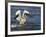 Pelican GIO-Galloimages Online-Framed Photographic Print