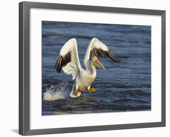 Pelican GIO-Galloimages Online-Framed Photographic Print