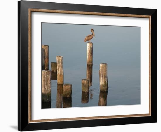 Pelican I-Bruce Nawrocke-Framed Photographic Print