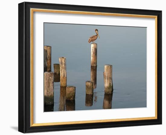 Pelican I-Bruce Nawrocke-Framed Photographic Print