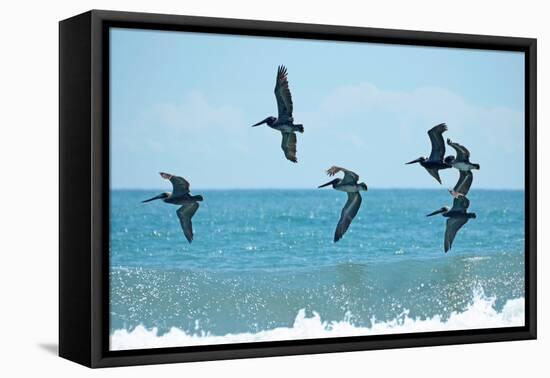 Pelican II-Bruce Nawrocke-Framed Premier Image Canvas