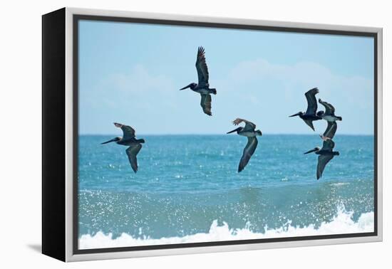 Pelican II-Bruce Nawrocke-Framed Premier Image Canvas