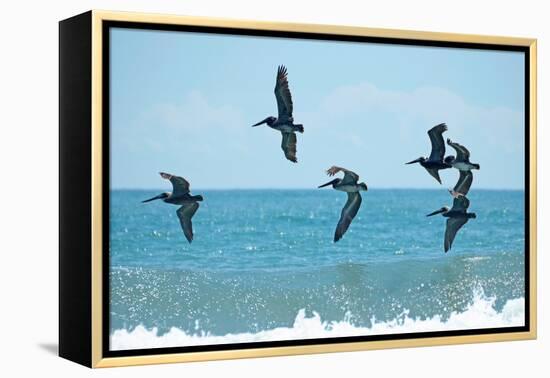 Pelican II-Bruce Nawrocke-Framed Premier Image Canvas