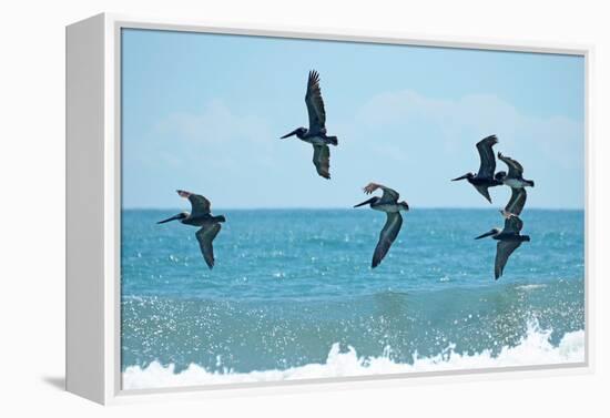 Pelican II-Bruce Nawrocke-Framed Premier Image Canvas