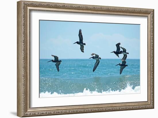 Pelican II-Bruce Nawrocke-Framed Photographic Print