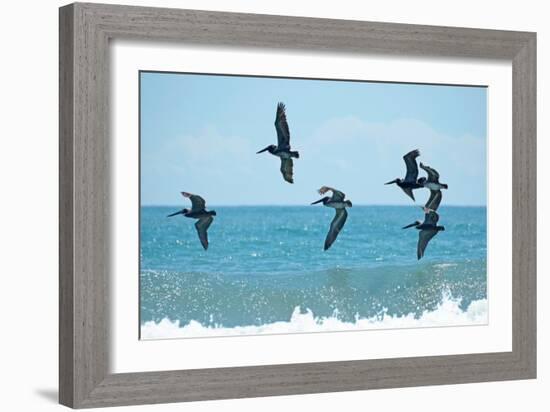 Pelican II-Bruce Nawrocke-Framed Photographic Print