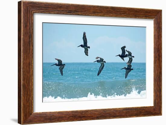 Pelican II-Bruce Nawrocke-Framed Photographic Print