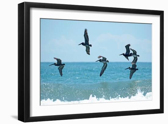 Pelican II-Bruce Nawrocke-Framed Photographic Print