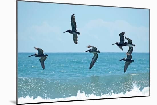 Pelican II-Bruce Nawrocke-Mounted Photographic Print