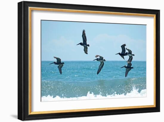 Pelican II-Bruce Nawrocke-Framed Photographic Print