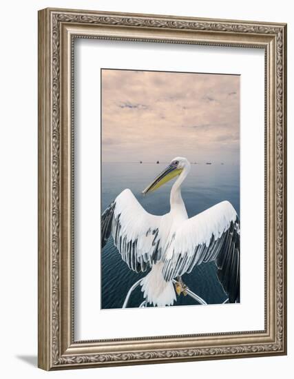 Pelican in Walvis Bay, Namibia, Africa-Panoramic Images-Framed Photographic Print