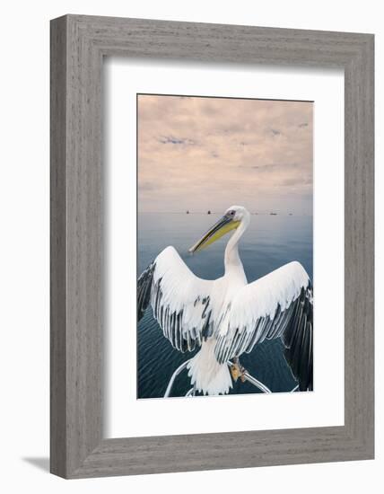 Pelican in Walvis Bay, Namibia, Africa-Panoramic Images-Framed Photographic Print