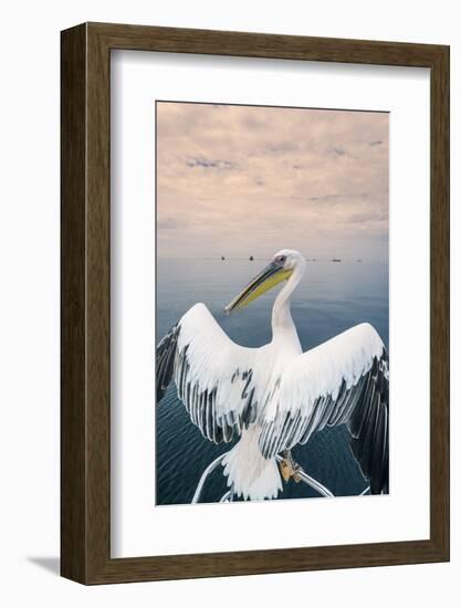 Pelican in Walvis Bay, Namibia, Africa-Panoramic Images-Framed Photographic Print