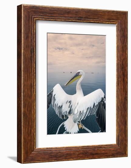 Pelican in Walvis Bay, Namibia, Africa-Panoramic Images-Framed Photographic Print