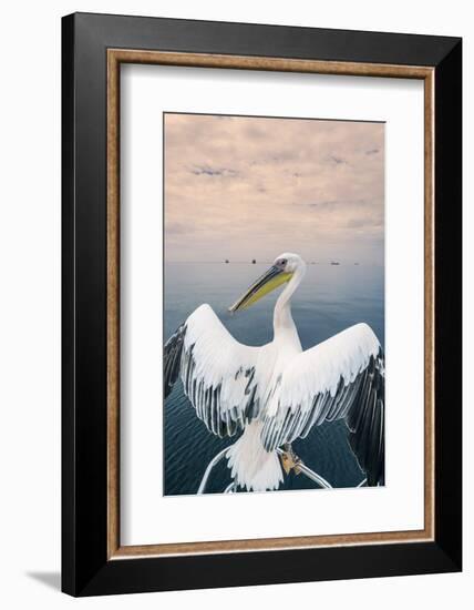 Pelican in Walvis Bay, Namibia, Africa-Panoramic Images-Framed Photographic Print