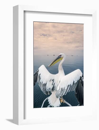 Pelican in Walvis Bay, Namibia, Africa-Panoramic Images-Framed Photographic Print